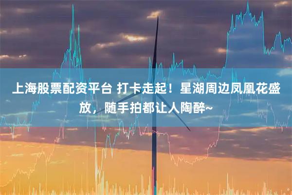 上海股票配资平台 打卡走起！星湖周边凤凰花盛放，随手拍都让人陶醉~